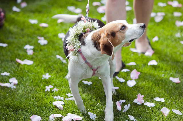 dog-wedding